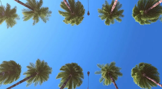 Picture of palm trees and blue sky, looking up
