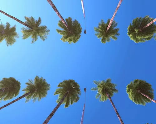 Picture of palm trees and blue sky, looking up